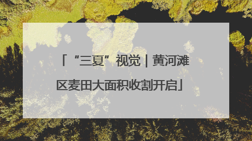 “三夏”视觉｜黄河滩区麦田大面积收割开启