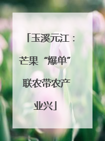 玉溪元江：芒果“爆单” 联农带农产业兴