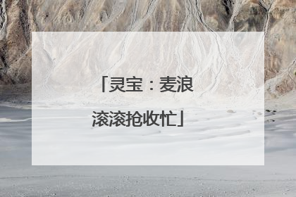 灵宝：麦浪滚滚抢收忙