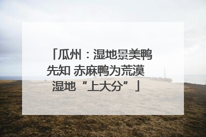 瓜州：湿地景美鸭先知 赤麻鸭为荒漠湿地“上大分”