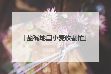 盐碱地里小麦收割忙