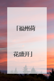 福州荷花盛开