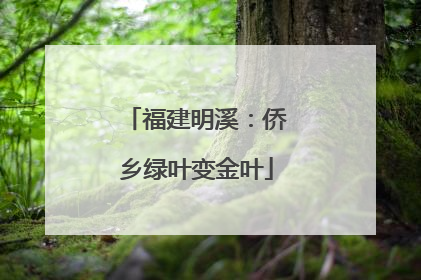福建明溪：侨乡绿叶变金叶