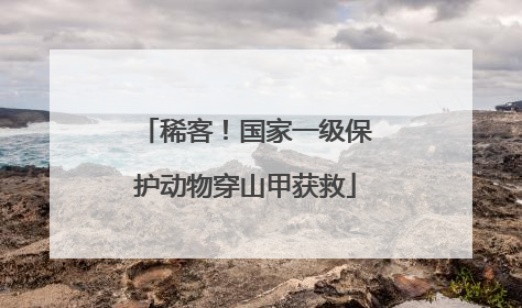 稀客！国家一级保护动物穿山甲获救