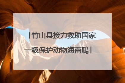竹山县接力救助国家一级保护动物海南鳽