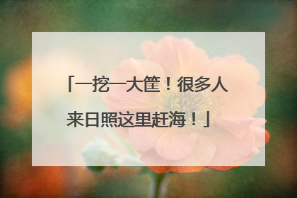 一挖一大筐！很多人来日照这里赶海！