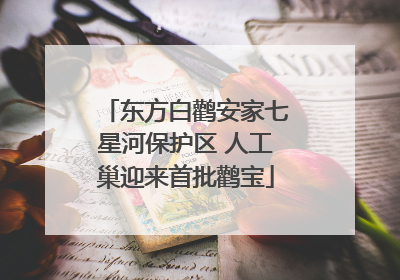东方白鹳安家七星河保护区 人工巢迎来首批鹳宝
