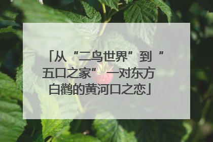 从“二鸟世界”到“五口之家” 一对东方白鹳的黄河口之恋