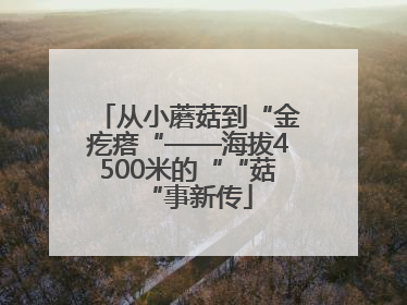 从小蘑菇到“金疙瘩“——海拔4500米的““菇“事新传
