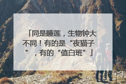 同是睡莲，生物钟大不同！有的是“夜猫子”，有的“值白班”