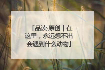 品读·原创｜在这里，永远想不出会遇到什么动物