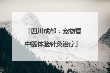 四川成都：宠物看中医体验针灸治疗