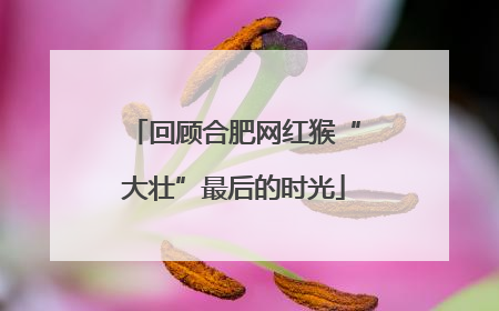 回顾合肥网红猴“大壮”最后的时光