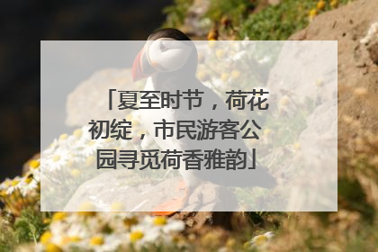 夏至时节，荷花初绽，市民游客公园寻觅荷香雅韵