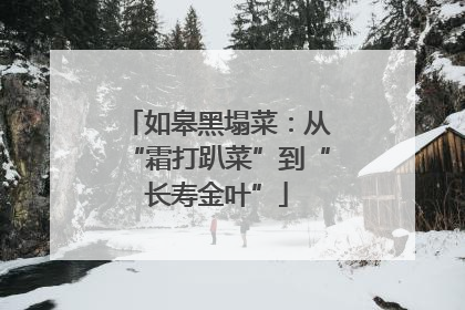 如皋黑塌菜：从“霜打趴菜”到“长寿金叶”