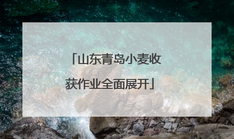 山东青岛小麦收获作业全面展开