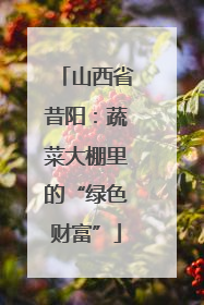 山西省昔阳：蔬菜大棚里的“绿色财富”