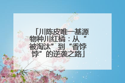 川陈皮唯一基源物种川红橘：从“被淘汰”到“香饽饽”的逆袭之路