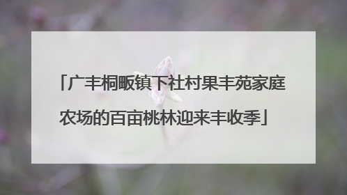 广丰桐畈镇下社村果丰苑家庭农场的百亩桃林迎来丰收季
