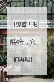 惊喜！时隔4年，它们再现