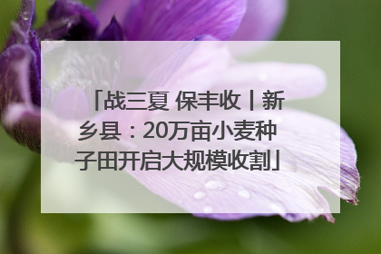 战三夏 保丰收丨新乡县：20万亩小麦种子田开启大规模收割