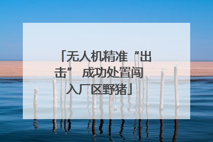 无人机精准“出击” 成功处置闯入厂区野猪