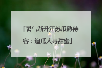 暑气渐升江苏瓜熟待客：追瓜人寻甜蜜