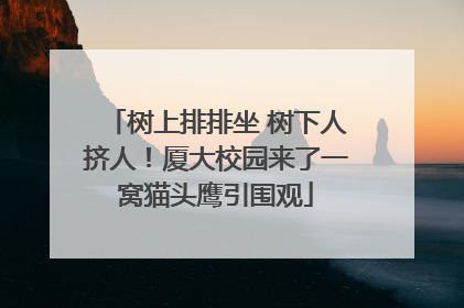 树上排排坐 树下人挤人！厦大校园来了一窝猫头鹰引围观