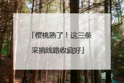 樱桃熟了！这三条采摘线路收藏好