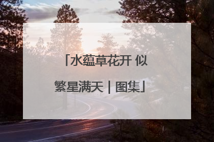 水蕴草花开 似繁星满天｜图集