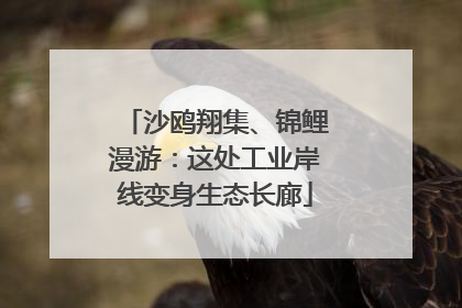 沙鸥翔集、锦鲤漫游：这处工业岸线变身生态长廊