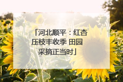 河北顺平：红杏压枝丰收季 田园采摘正当时
