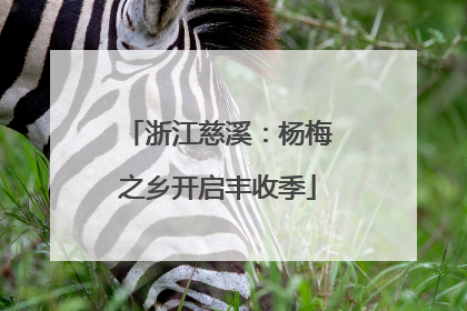 浙江慈溪：杨梅之乡开启丰收季