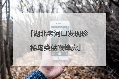 湖北老河口发现珍稀鸟类蓝喉蜂虎