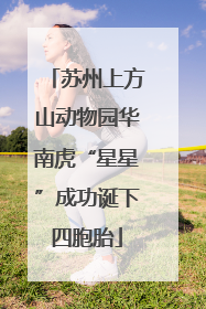 苏州上方山动物园华南虎“星星”成功诞下四胞胎