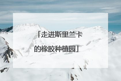 走进斯里兰卡的橡胶种植园