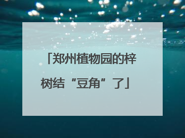 郑州植物园的梓树结“豆角”了