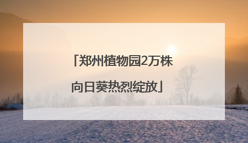 郑州植物园2万株向日葵热烈绽放