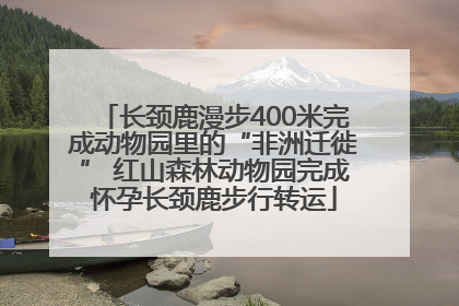长颈鹿漫步400米完成动物园里的“非洲迁徙” 红山森林动物园完成怀孕长颈鹿步行转运