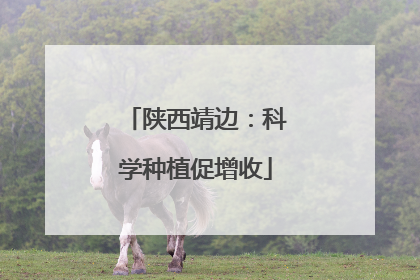 陕西靖边：科学种植促增收