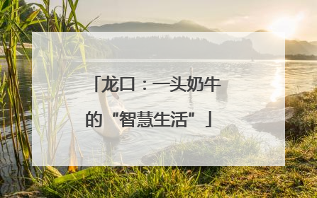 龙口：一头奶牛的“智慧生活”