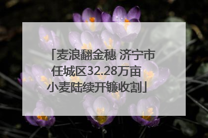 麦浪翻金穗 济宁市任城区32.28万亩小麦陆续开镰收割